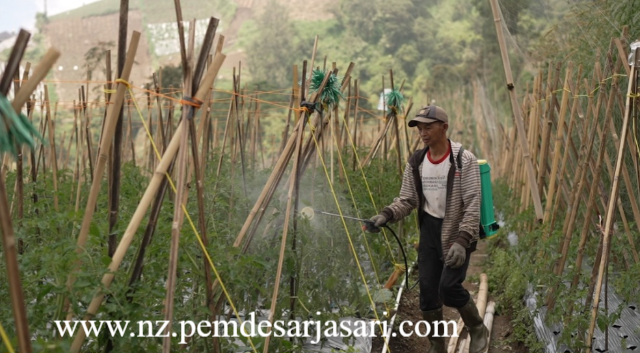Gudang Pendingin Desa Menjaga Kesegaran Sayur Guna Menghindari Kerugian Finansial Petani Lokal