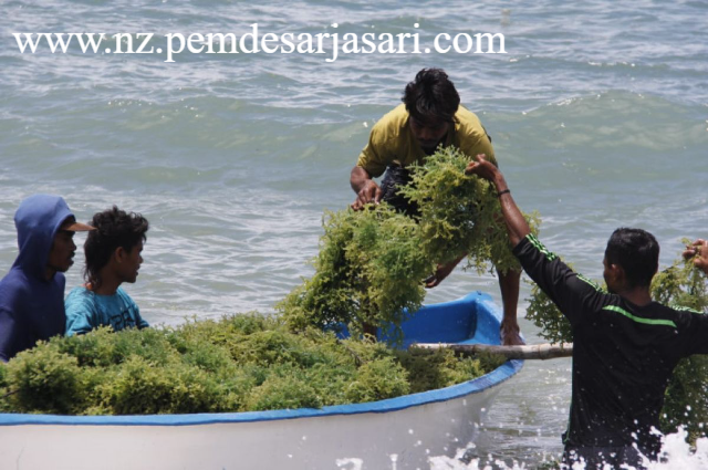 Langkah Taktis Koperasi Bahari Mengolah Komoditas Rumput Laut Demi Menguasai Pasar Kemasan Ramah Lingkungan