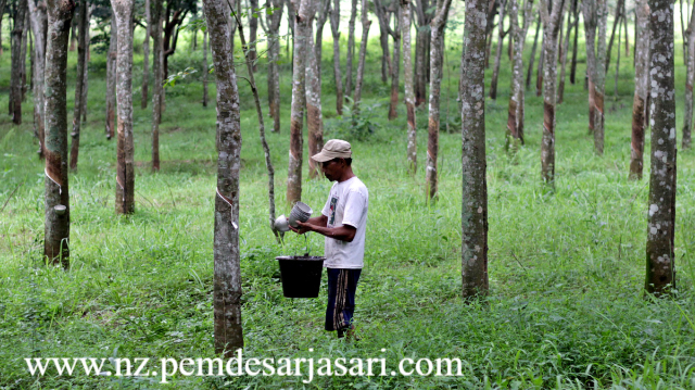 Kesepakatan Harga Jual Di Muka Mengamankan Pendapatan Petani Karet Guna Menangkal Efek Penurunan Nilai Pasar